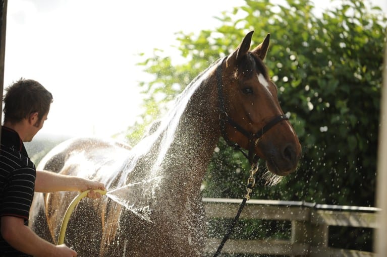How often should you shampoo a horse?